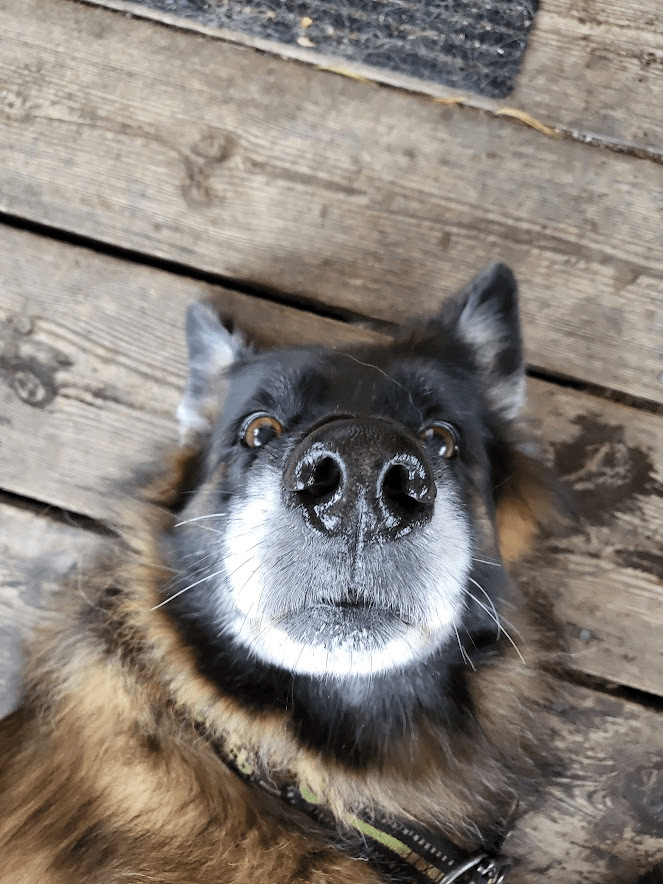 Djurvänner gör sig verkligen besvär