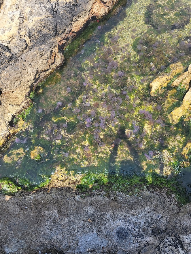 Manet-varning utfärdad utmed&nbsp;kusten.