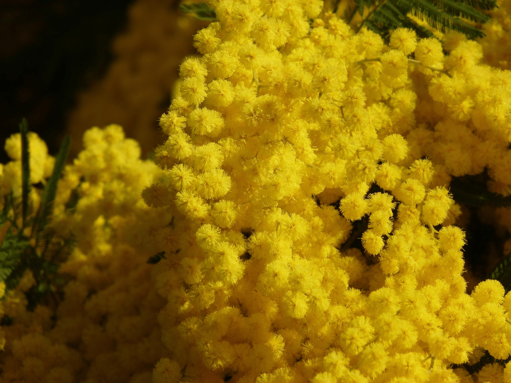 Februari är mimosans månad