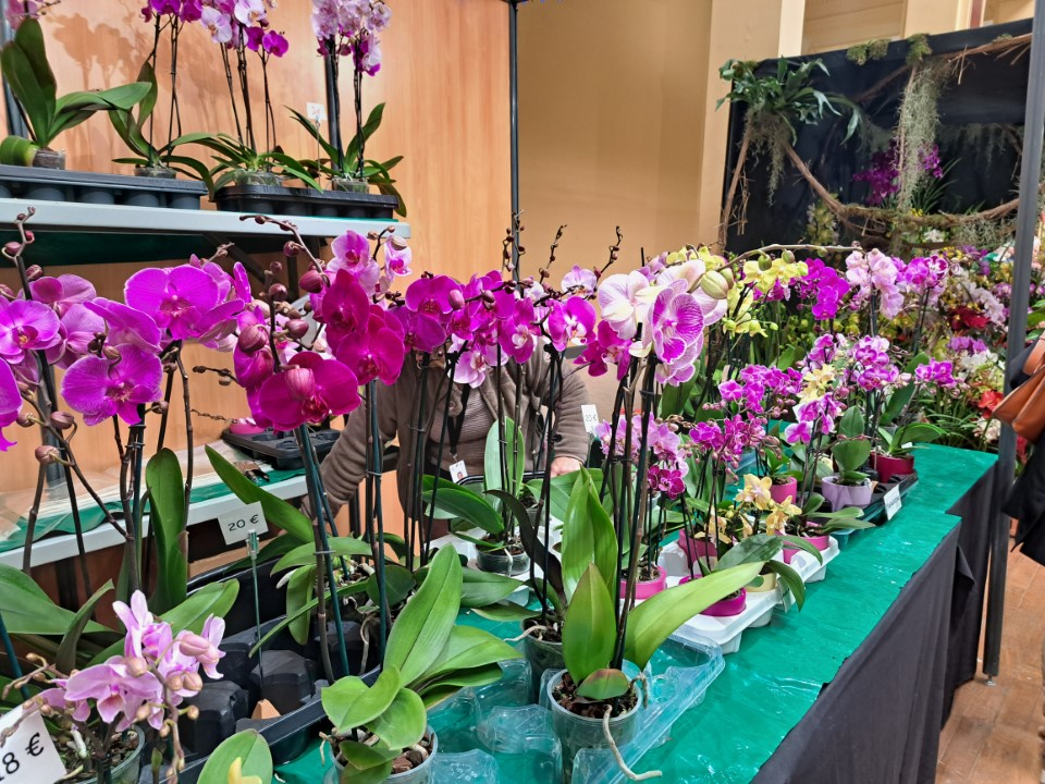 Orkidéfrossa i Menton